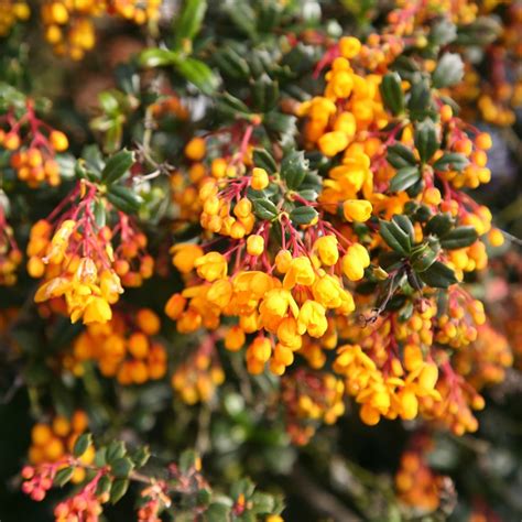 which barberry shrubs are evergreen